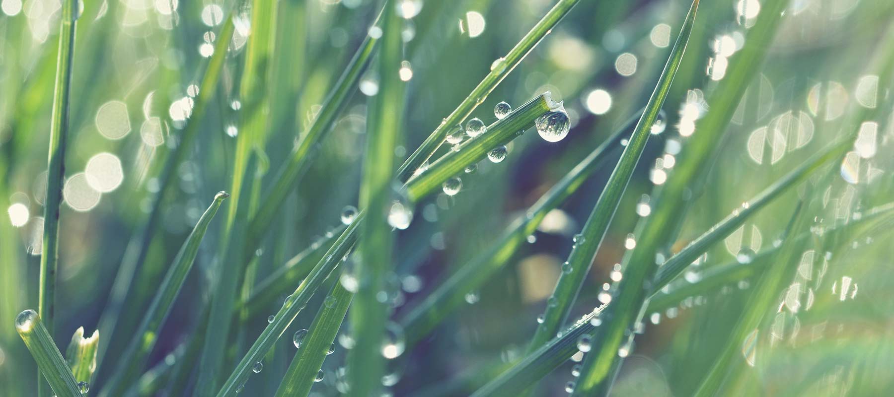 SAE Tradingのイメージ